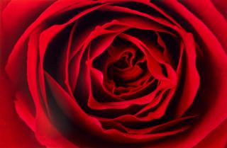 Ernst Haas - Red Rose