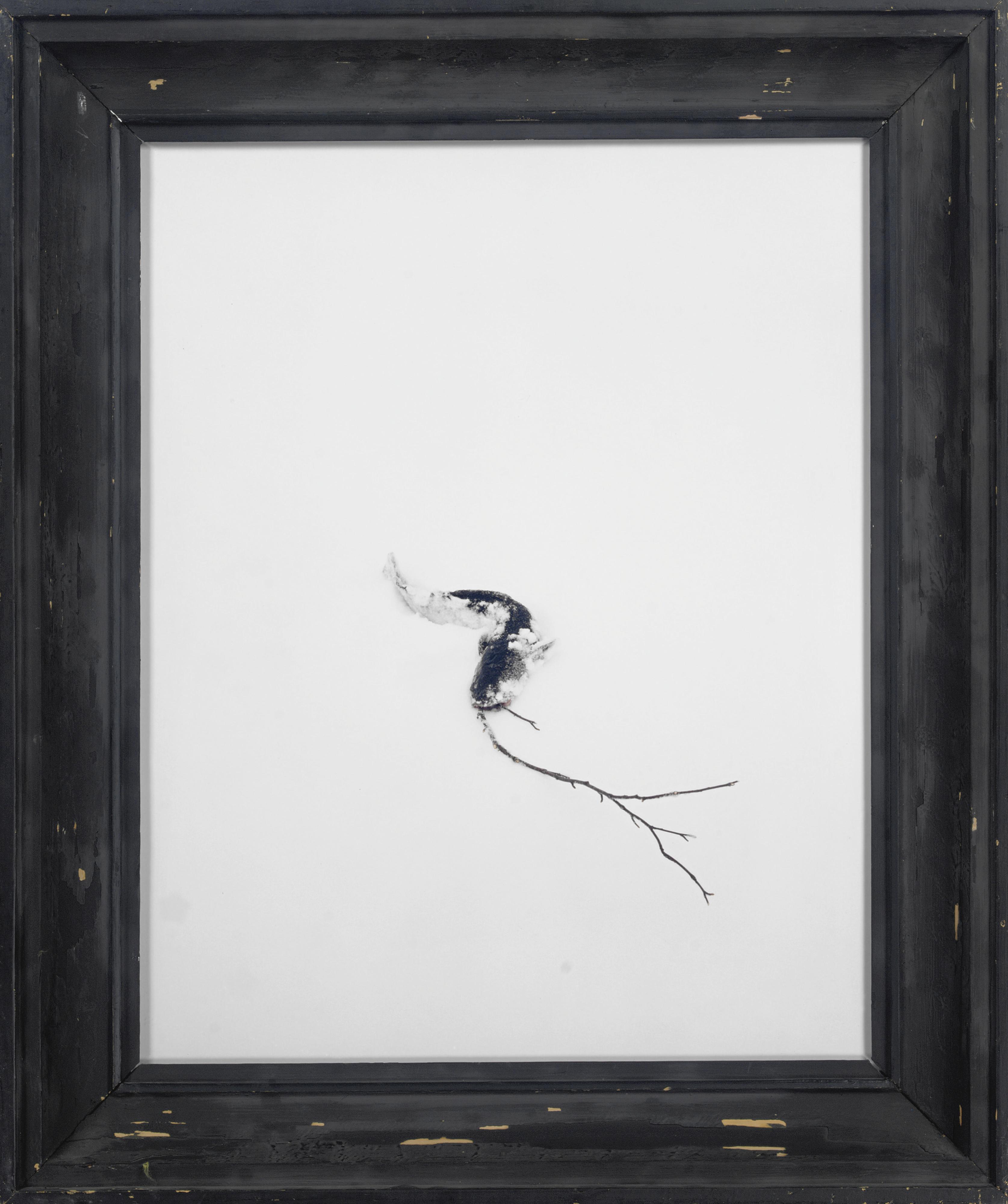 Esko Männikkö - Betulla Pendula?