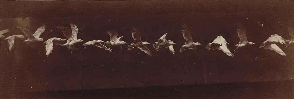 Étienne-Jules Marey - Le Vol des Oiseaux, 1890