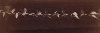 Étienne-Jules Marey - Le Vol des Oiseaux, 1890