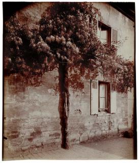 Eugène Atget - Châtillon, Glycine, 1919-1921