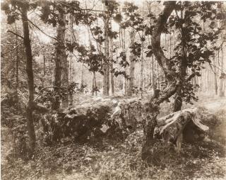 Eugène Atget - \'Fontainebleau\', 1925