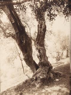 Eugène Atget - Olivier