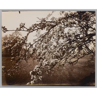 Eugène Atget - Poirier Fleurs, 1922-23