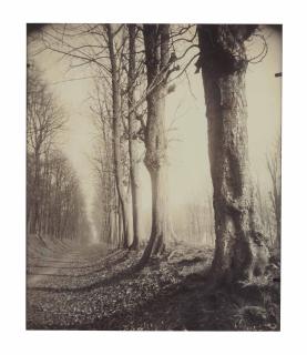 Eugène Atget - Saint Cloud (Allée Du Parc), 1924