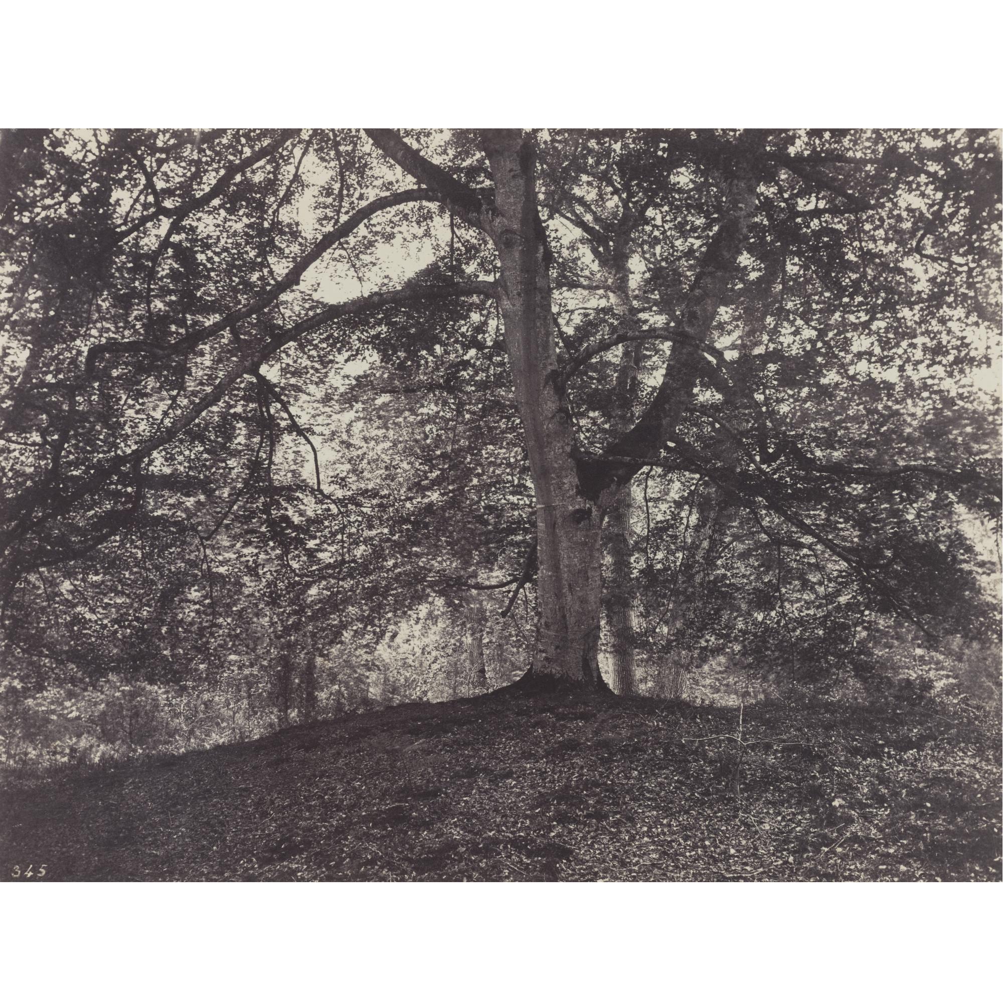 Eugène Cuvelier - \'Hêtre Près Du Bodmer\'