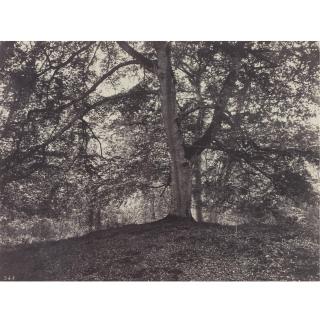 Eugène Cuvelier - \'Hêtre Près Du Bodmer\'