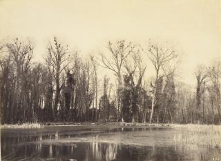 Eugène Cuvelier - Nids De Corbeau, Parc De Courance