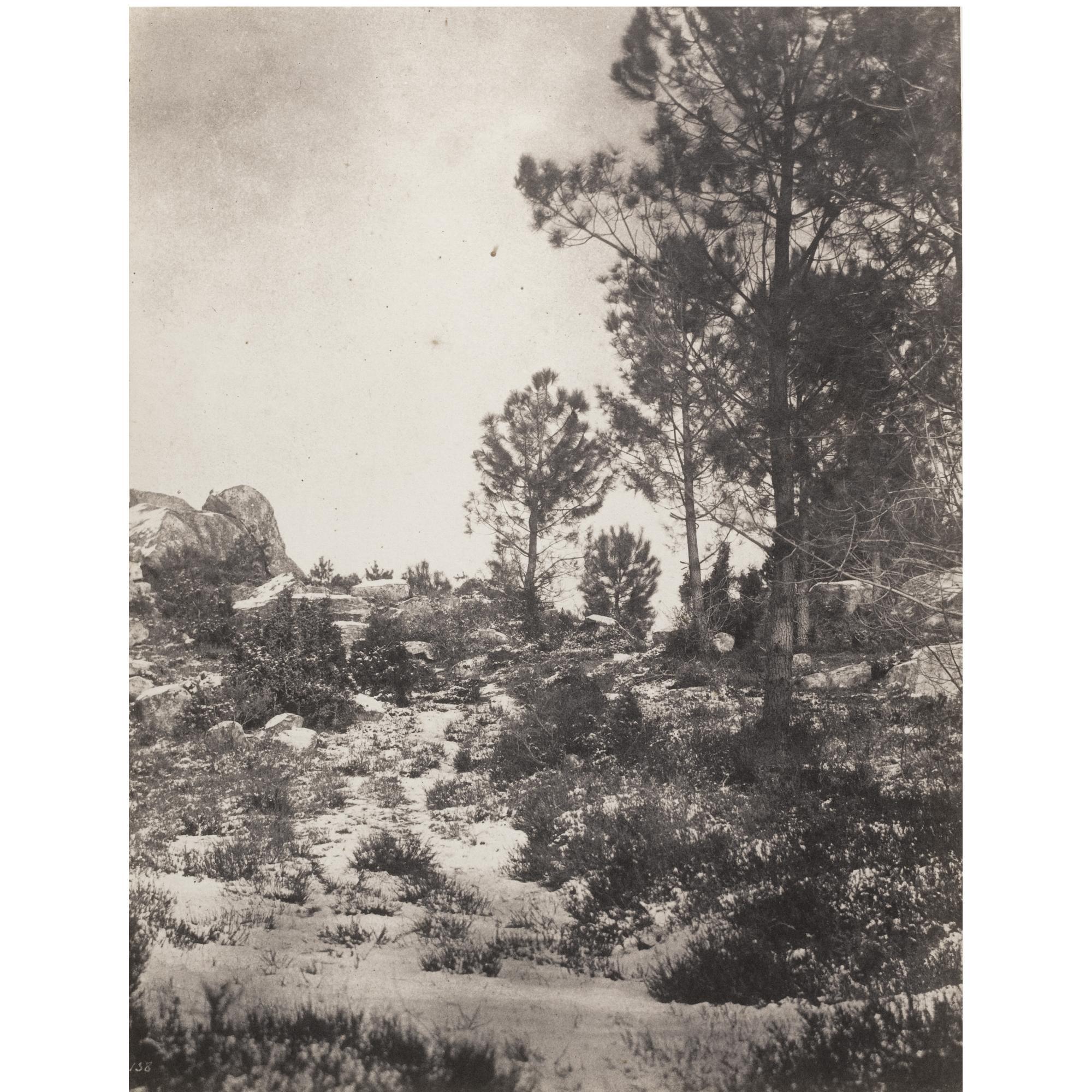 Eugène Cuvelier - Pines In Winter, Fontainebleau Forest, C. 1860