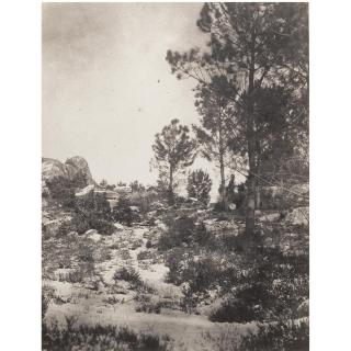 Eugène Cuvelier - Pines In Winter, Fontainebleau Forest, C. 1860