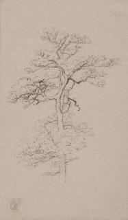 Eugène Joseph Verboeckhoven - An oak; and Two willow trees (pl. 11)