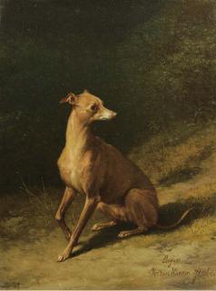Eugene Verboeckhoven - Portrait of a whippet