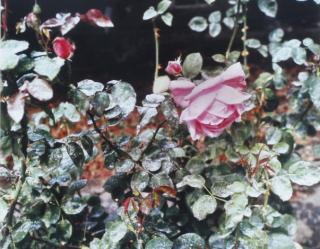 Eve Sonneman - Rose with Volcanic Ash, 1981