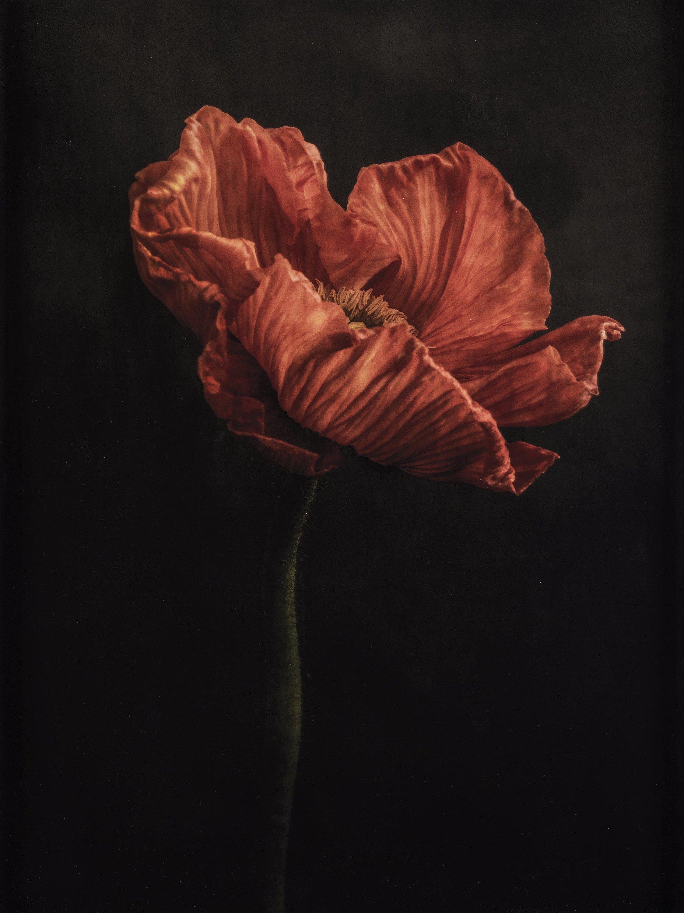 Ewa-Marie Rundquist - \'Sun 1, no 1\', 2020