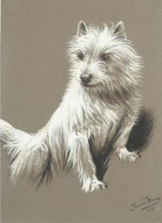 Fannie Moody - A Cairn terrier