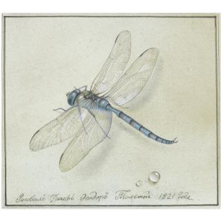 Fedor Petrovich Tolstoy - Dragonfly