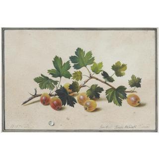 Fedor Petrovich Tolstoy - Gooseberries