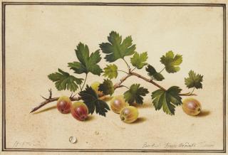Fedor Tolstoi - Gooseberries