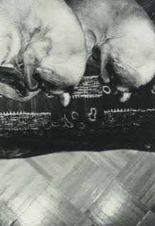 Felix Gonzalez-Torres - Pedro And Pablo