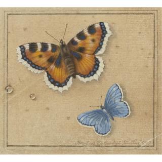 Feodor Petrovich Tolstoy - Countrussian Butterflies, 1819