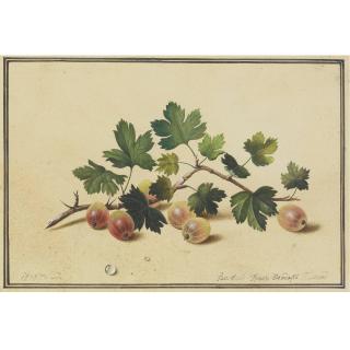 Feodor Petrovich Tolstoy - Countrussian Goosberrries, 1818