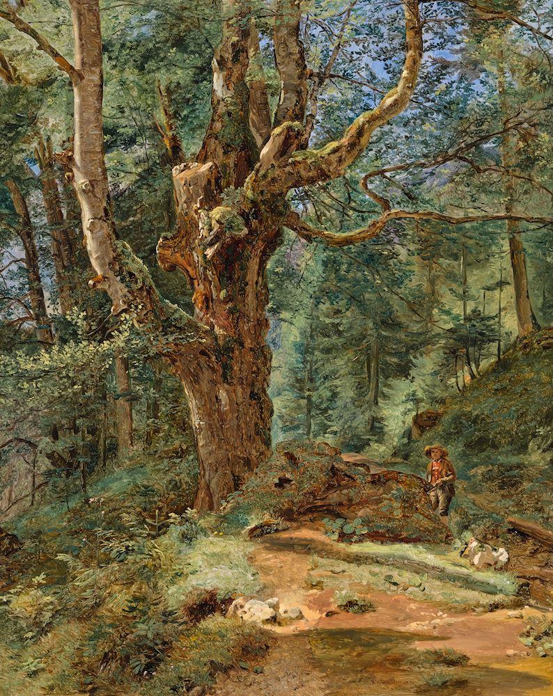 Ferdinand Georg Waldmüller - Eine Buche bei Ischl. 1831.