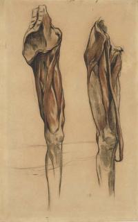 Ferdinand-Victor-Eugène Delacroix - Study of two échorché legs