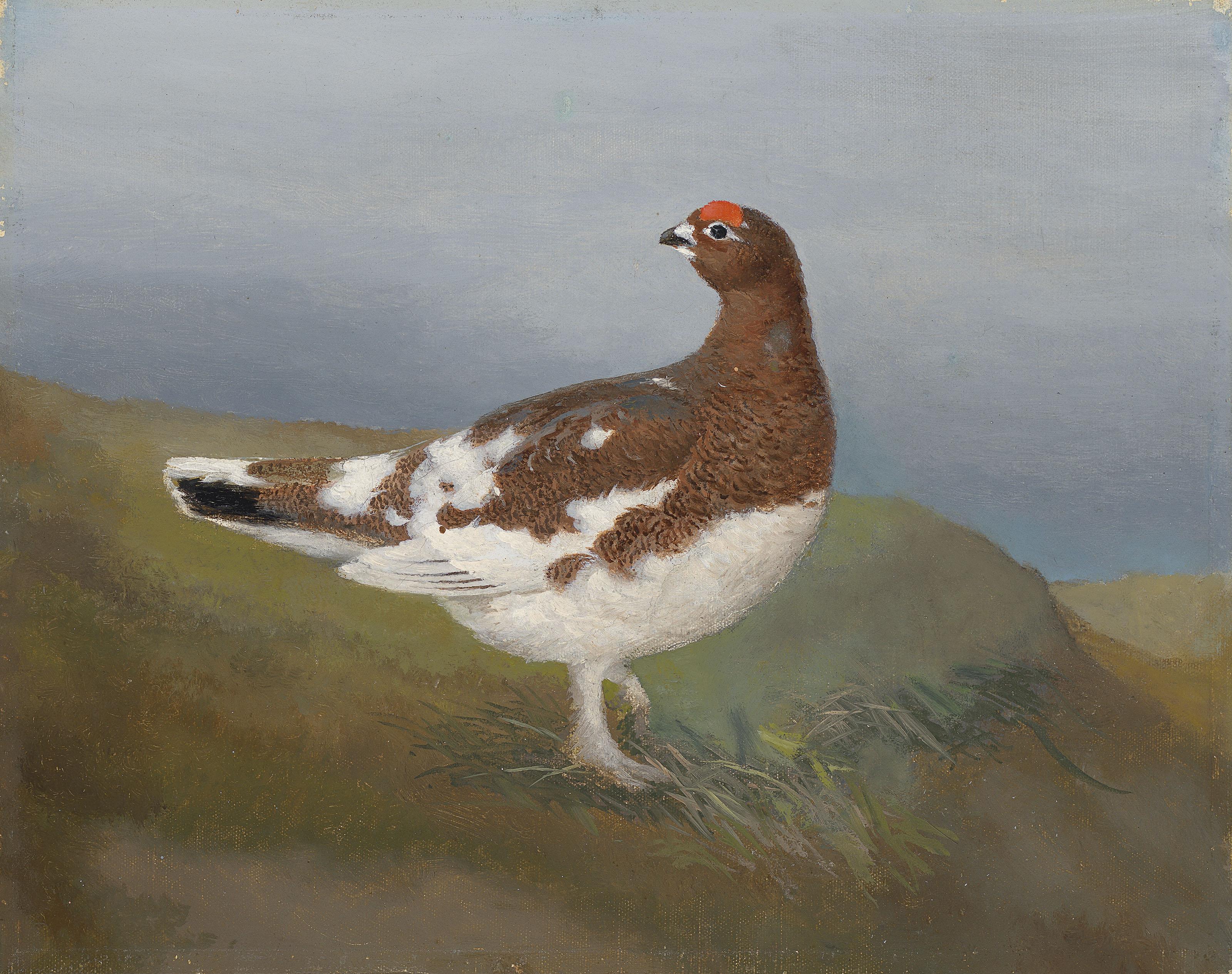 Ferdinand Von Wright - A grouse