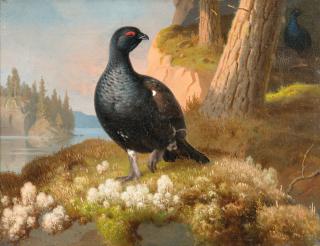 Ferdinand von Wright - Black Grouses.