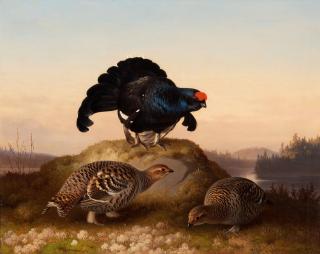Ferdinand von Wright - Blackgrouses.