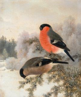 Ferdinand von Wright - Bullfinches.
