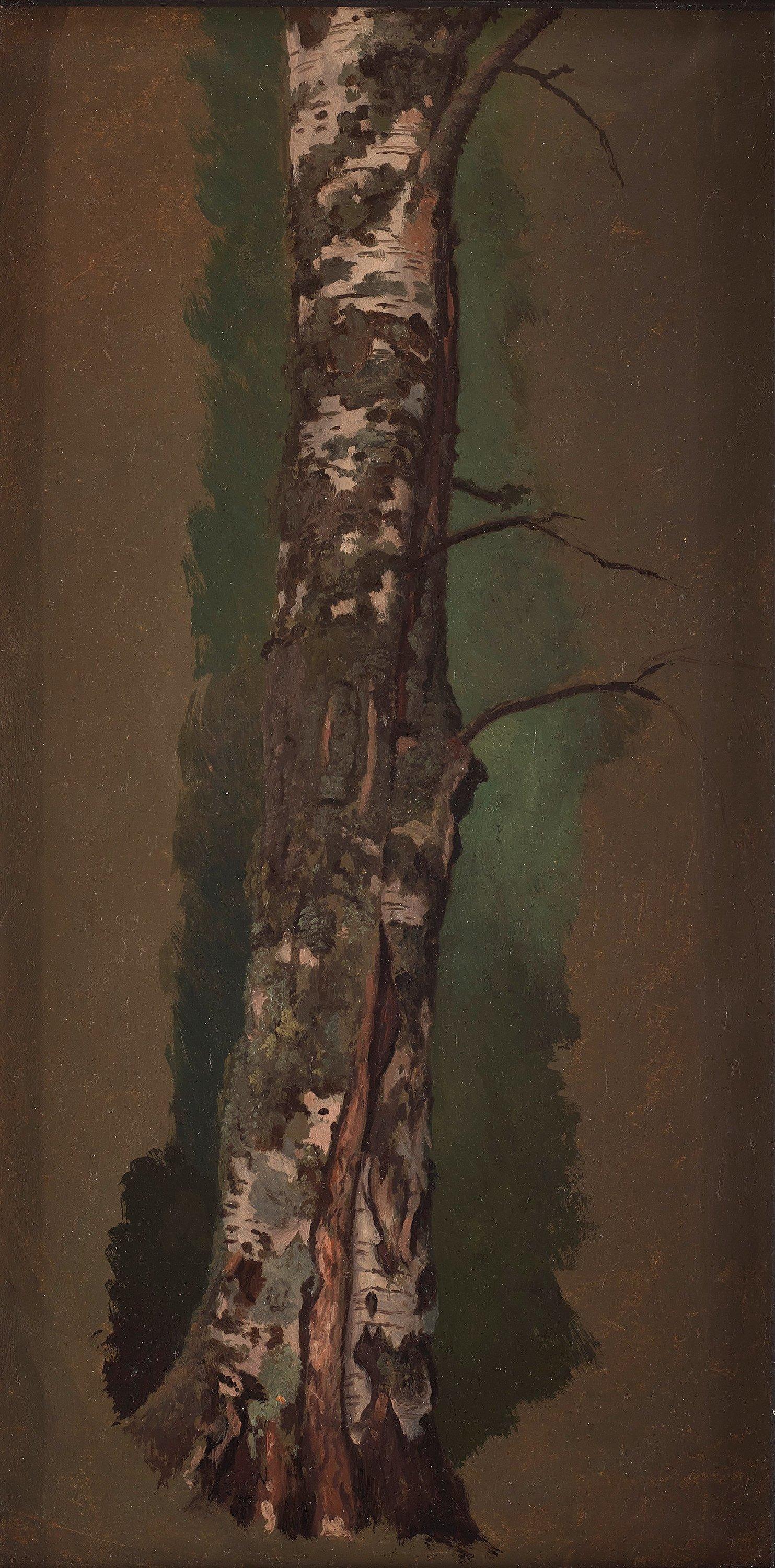 Ferdinand von Wright - Study of a Birch tree; pencilstudies of tree trunks (verso)