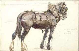 Fernand Maillaud - Study of shire horse; and Study of a bay hunter