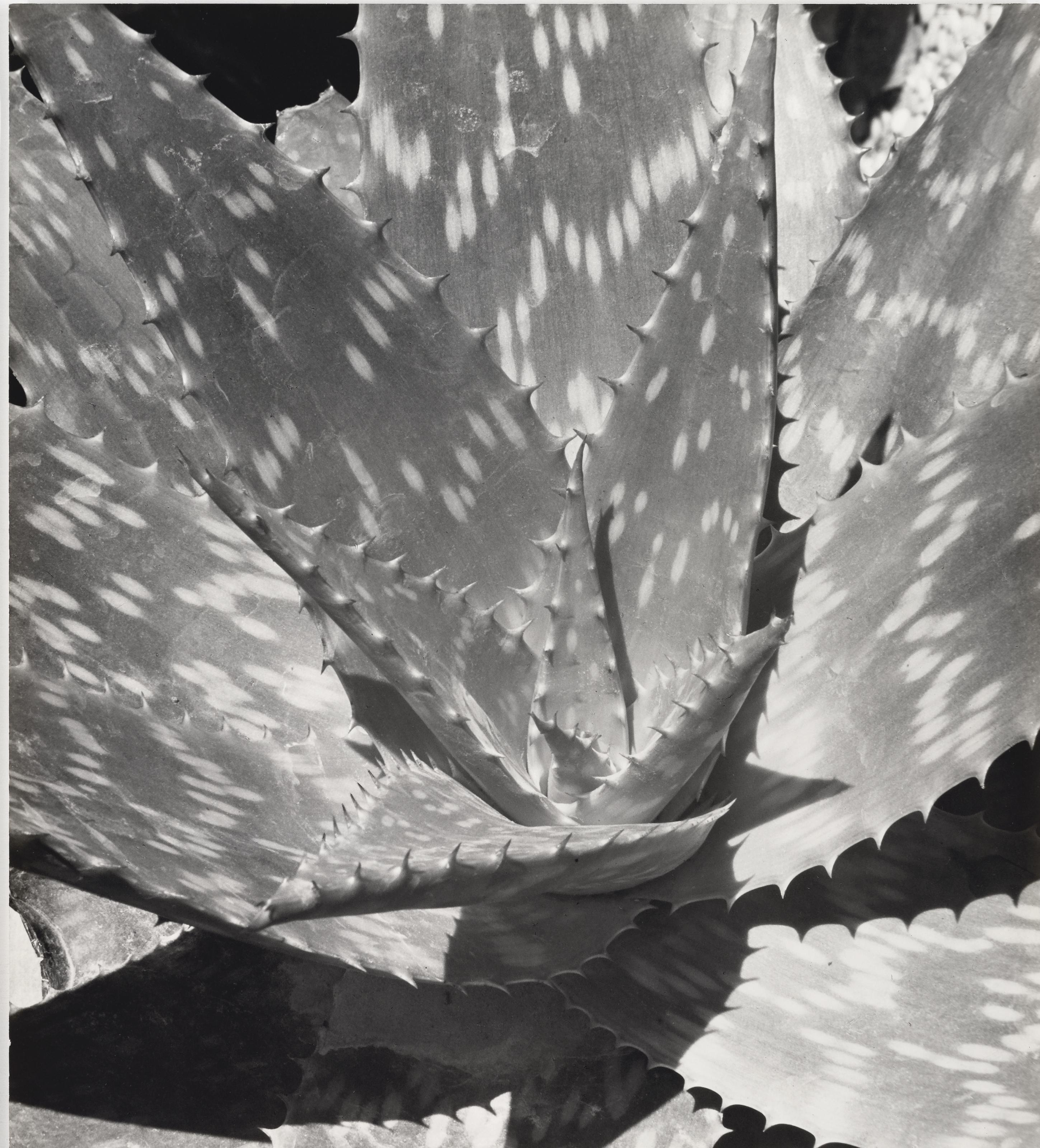 Ferruccio Ferroni - Agave, 1951