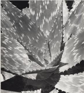 Ferruccio Ferroni - Agave, 1951