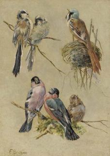 Fidelia Bridges - Bird Studies