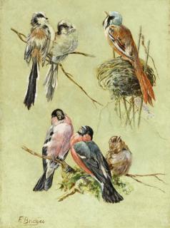 Fidelia Bridges - Bird Studies