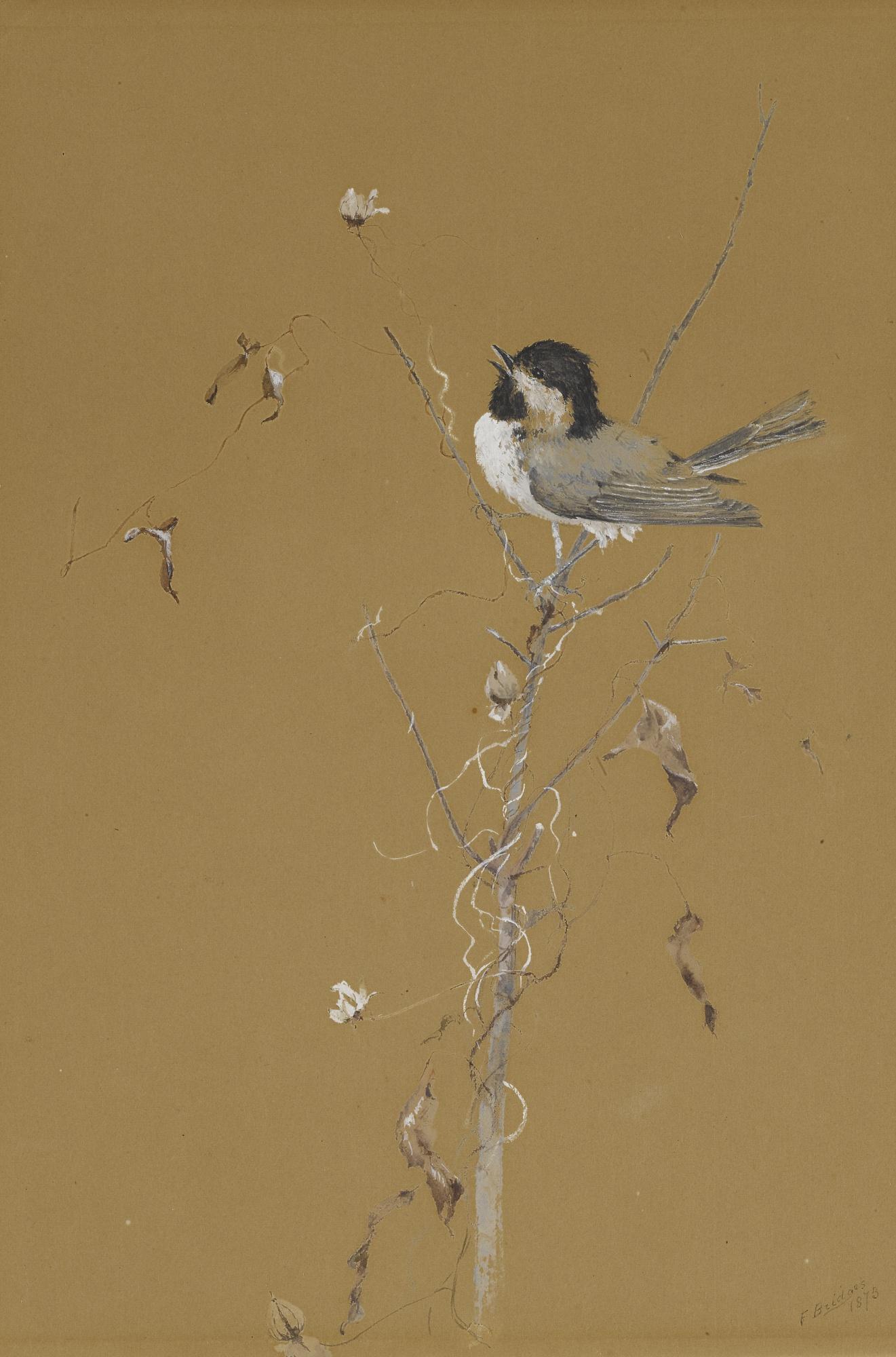 Fidelia Bridges - Chickadee