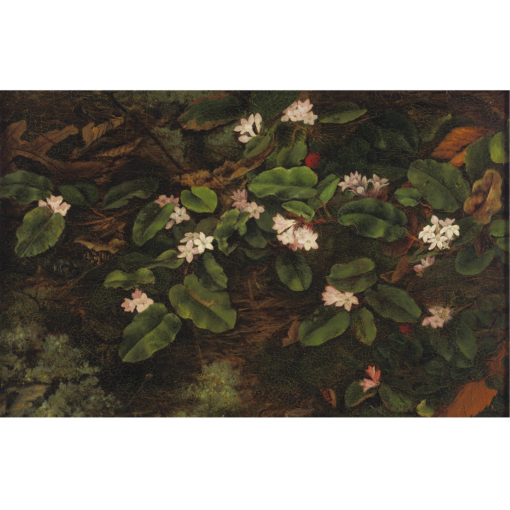 Fidelia Bridges - Primroses