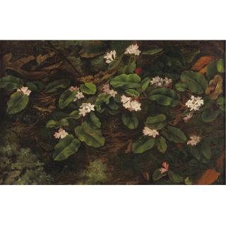 Fidelia Bridges - Primroses