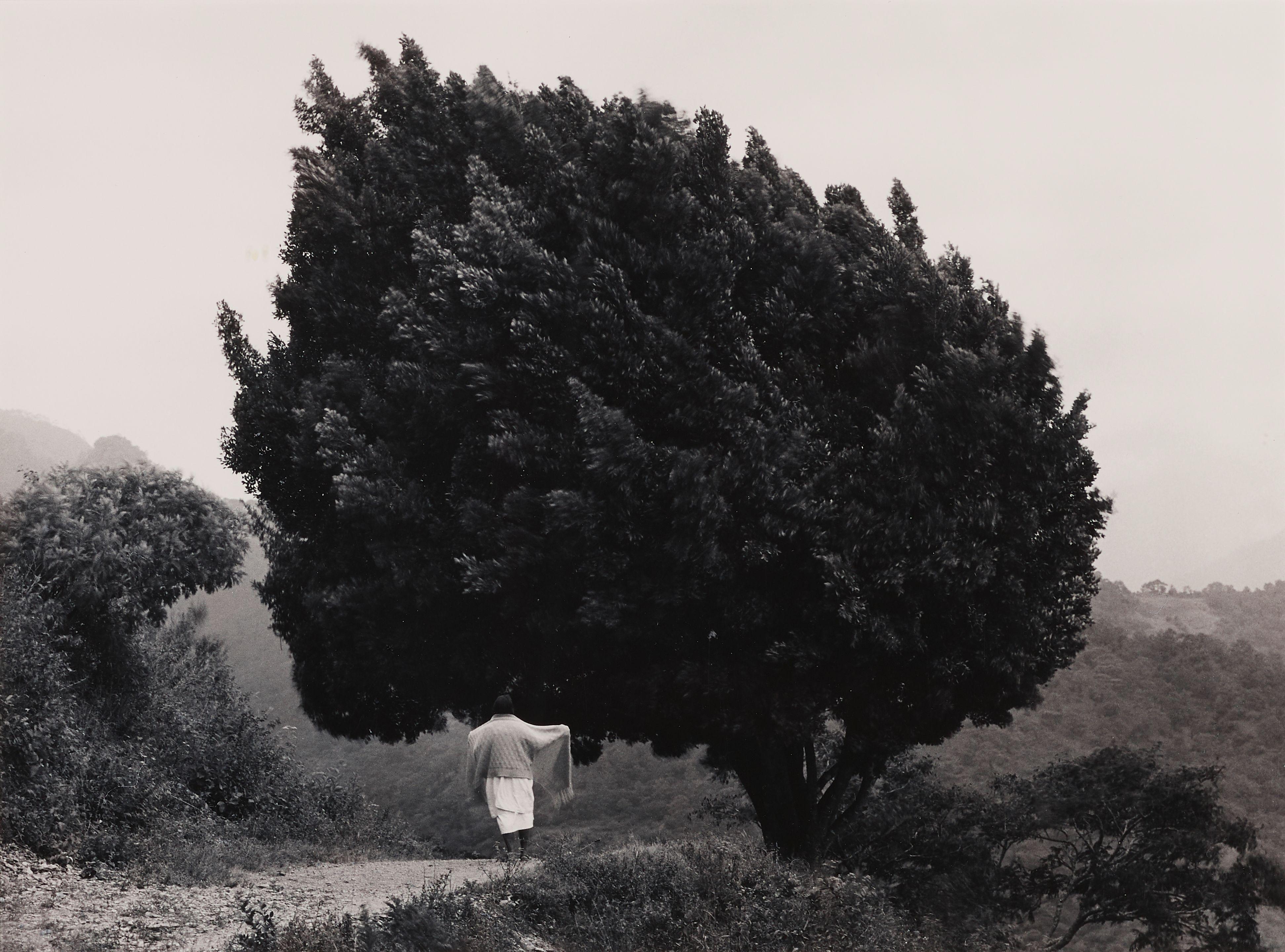 Flor Garduño - El Arbol De Yalalag