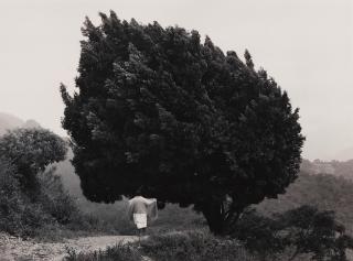 Flor Garduño - El Arbol De Yalalag