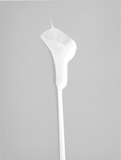 Floris Neususs - Calla, 1998