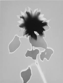 Floris Neususs - Sonnenblume, 1994