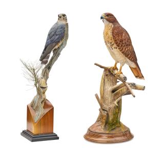 Floyd Scholz - Male Red Tail Hawk and Coastal Rocket - Merlin Female Falco Columbarius (a group of two)