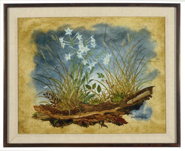 Ford Ruthling - Nicotena on Rotting Log