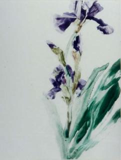 Forrest K. Moses - Purple iris