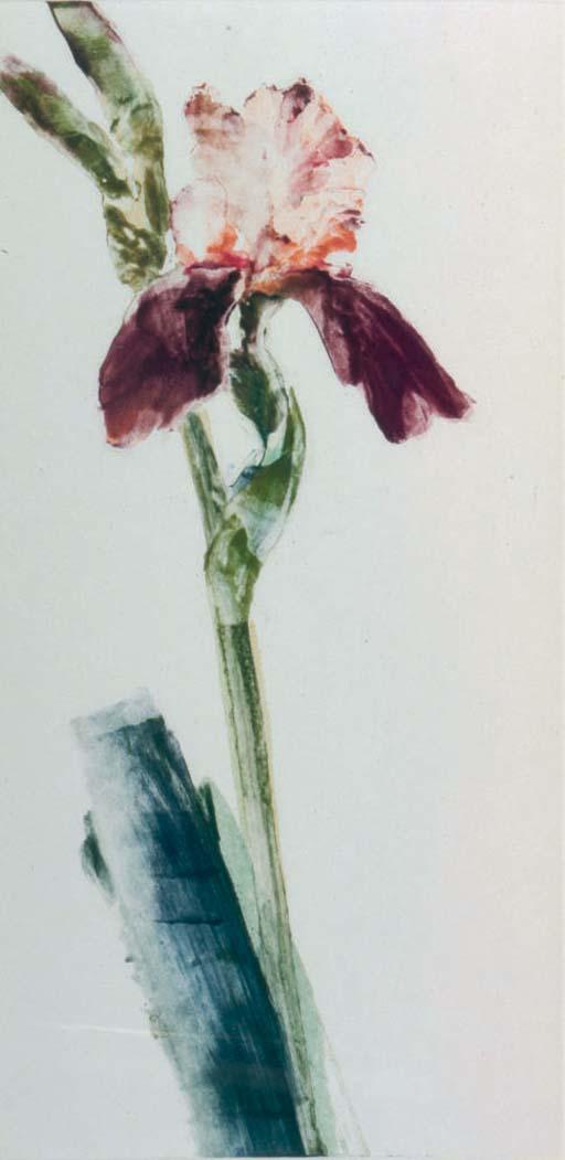Forrest K. Moses - Single violet iris