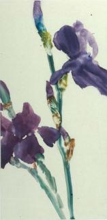 Forrest K. Moses - Untitled [purple irises]