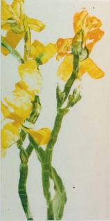 Forrest K. Moses - Untitled [yellow irises]